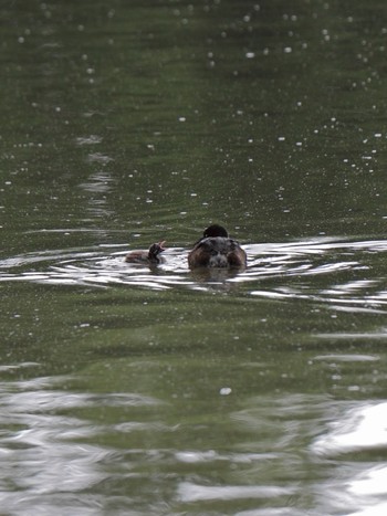 Little Grebe 千里南公園 Sat, 4/30/2022