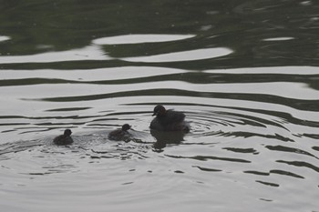 Little Grebe 千里南公園 Sat, 4/30/2022