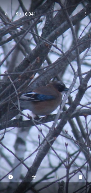 2022年4月30日(土) 戸隠の野鳥観察記録