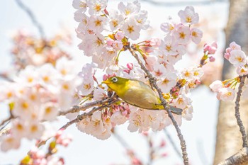 メジロ 金ヶ崎公園(明石市) 2022年4月1日(金)