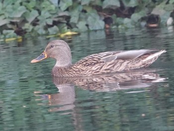 Mallard Shinjuku Gyoen National Garden Sun, 11/26/2017