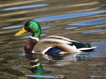 Mallard Shinjuku Gyoen National Garden Sun, 11/26/2017