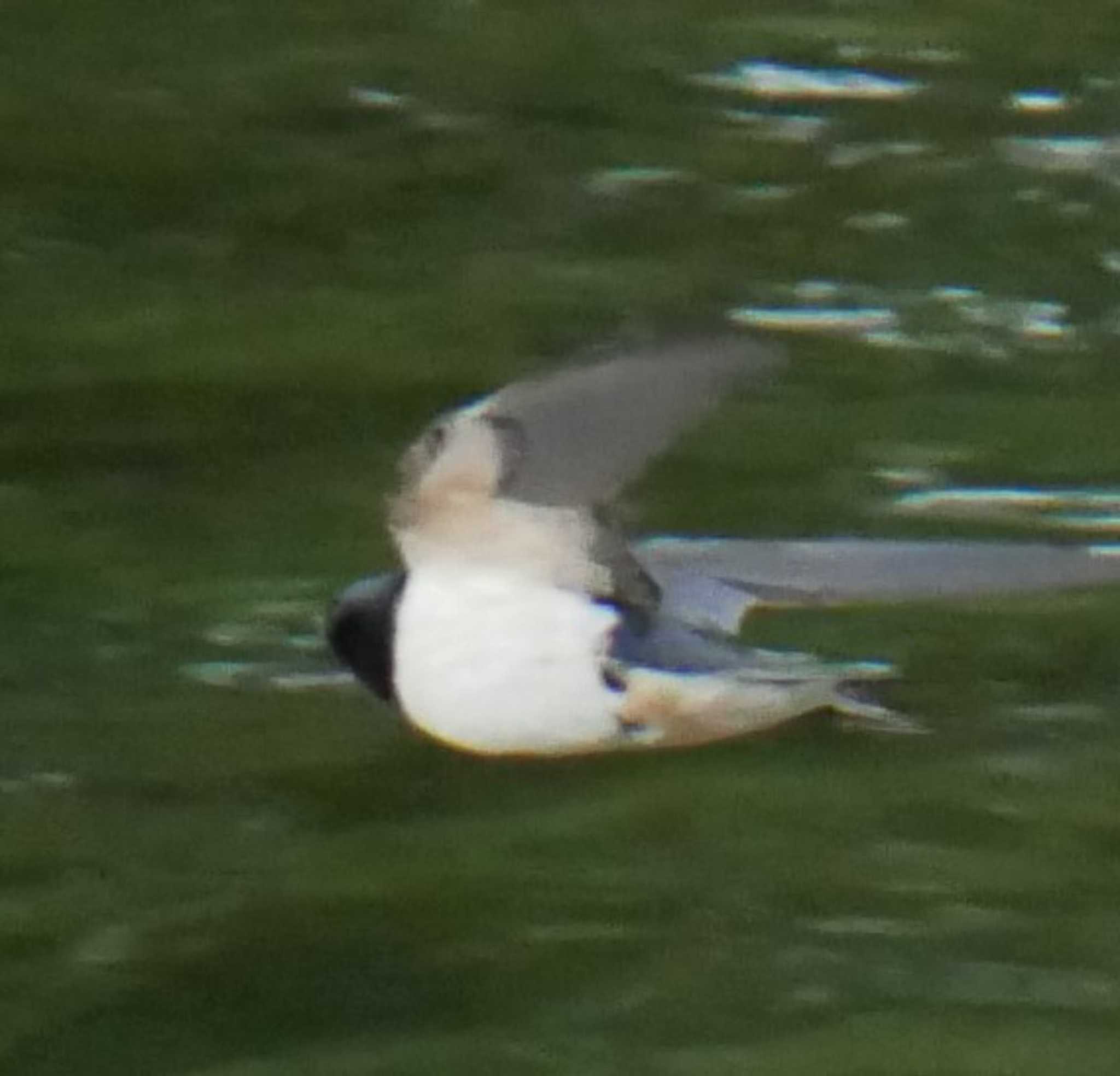 Barn Swallow