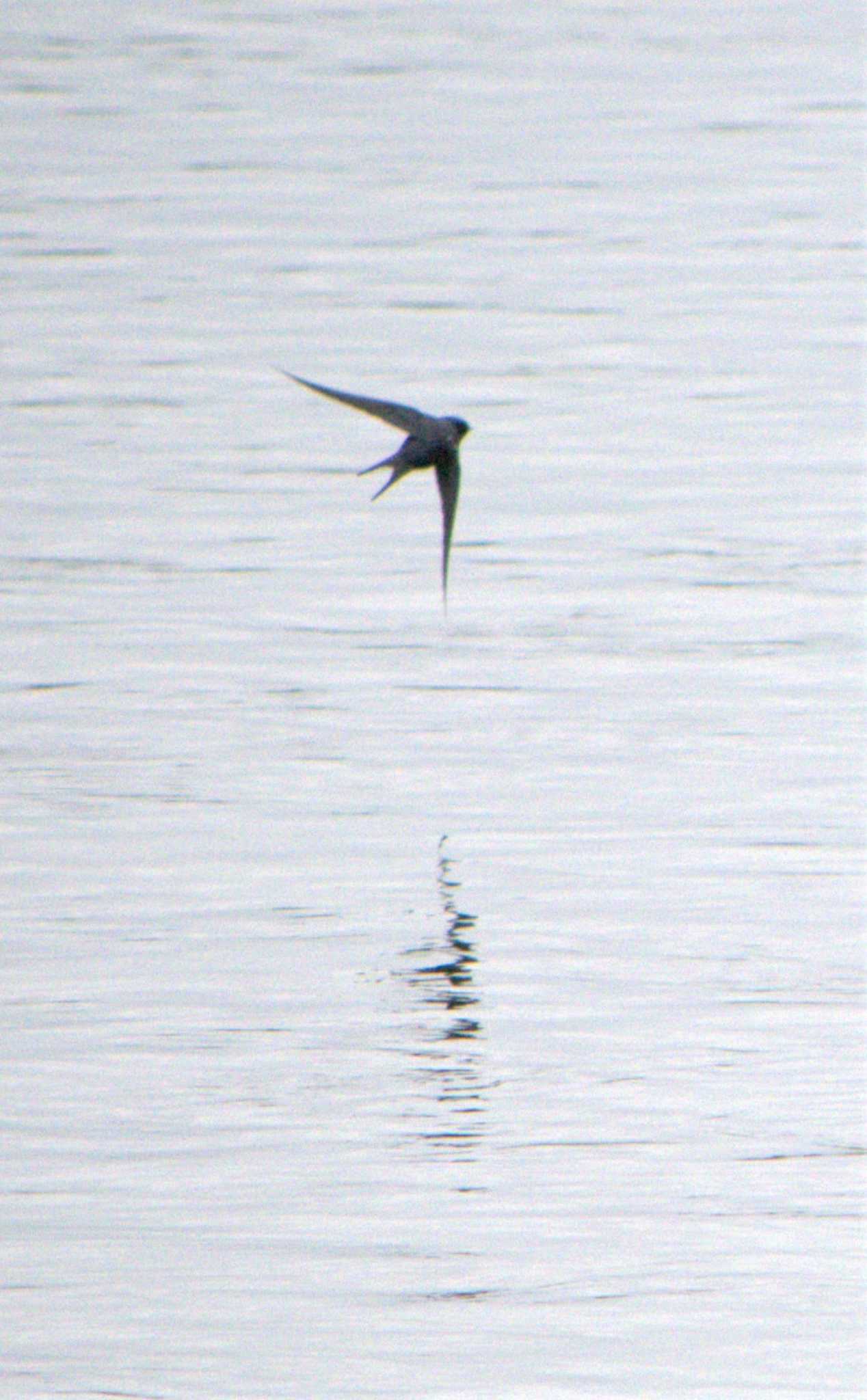 Barn Swallow