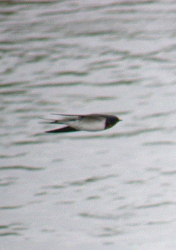 2022年4月29日(金) 多摩川(浅川合流付近)の野鳥観察記録