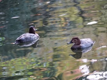 Common Pochard Shinjuku Gyoen National Garden Sun, 11/26/2017