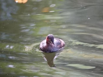 Little Grebe Shinjuku Gyoen National Garden Sun, 11/26/2017