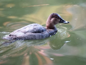 Common Pochard Shinjuku Gyoen National Garden Sun, 11/26/2017