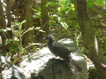 Brown-eared Bulbul Osaka Tsurumi Ryokuchi Sat, 4/30/2022