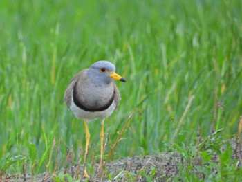 Grey-headed Lapwing 磐田市 Sat, 4/30/2022