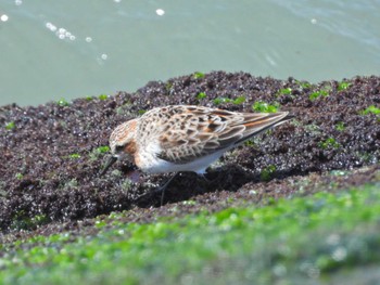 Red-necked Stint 御前崎海岸 Sat, 4/30/2022