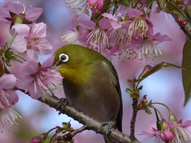 梅に中？夢の中？