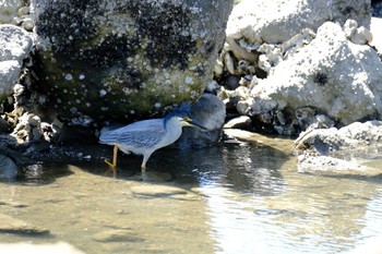 Striated Heron Tokyo Port Wild Bird Park Sat, 4/30/2022