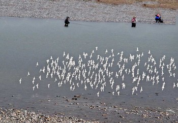 ハマシギ 手取川 2017年11月24日(金)