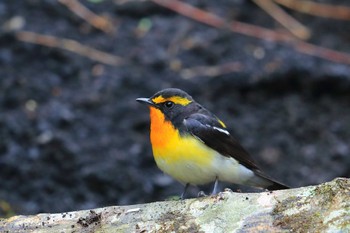 Narcissus Flycatcher Unknown Spots Fri, 4/29/2022