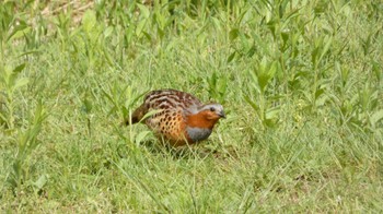 Chinese Bamboo Partridge Arima Fuji Park Sat, 4/30/2022