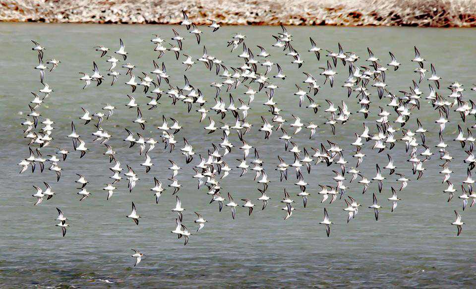 Photo of Dunlin at 手取川