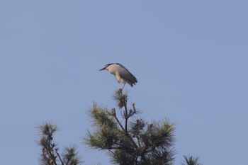 Black-crowned Night Heron 神柱公園(宮崎県都城市) Fri, 4/22/2022