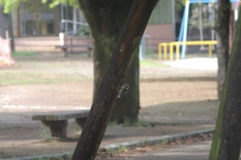 Japanese Pygmy Woodpecker 神柱公園(宮崎県都城市) Fri, 4/22/2022