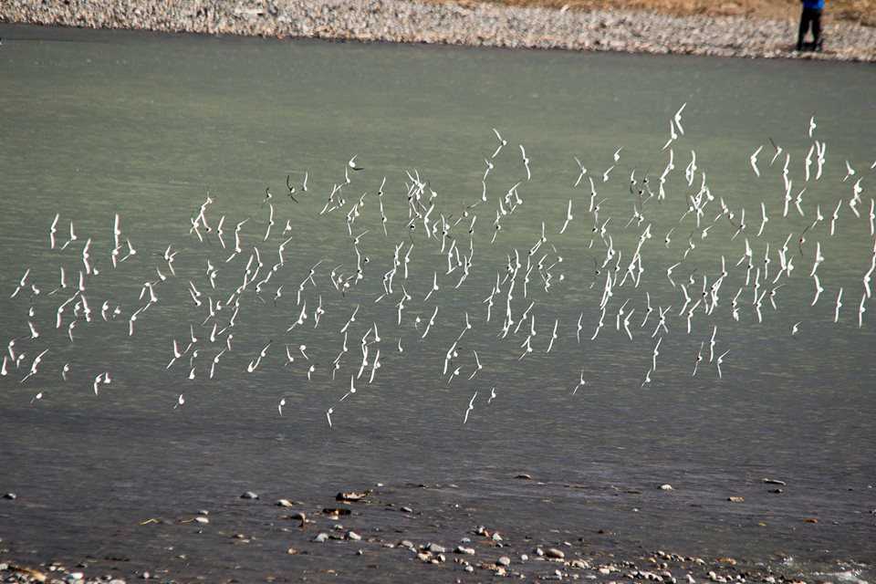 Photo of Dunlin at 手取川