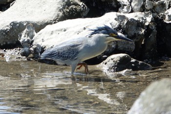 ササゴイ 東京港野鳥公園 2022年4月30日(土)