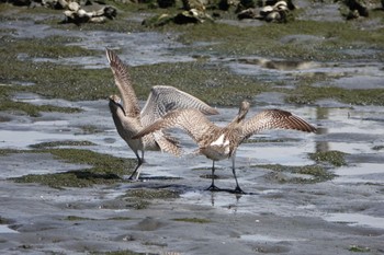 Eurasian Whimbrel Tokyo Port Wild Bird Park Sat, 4/30/2022