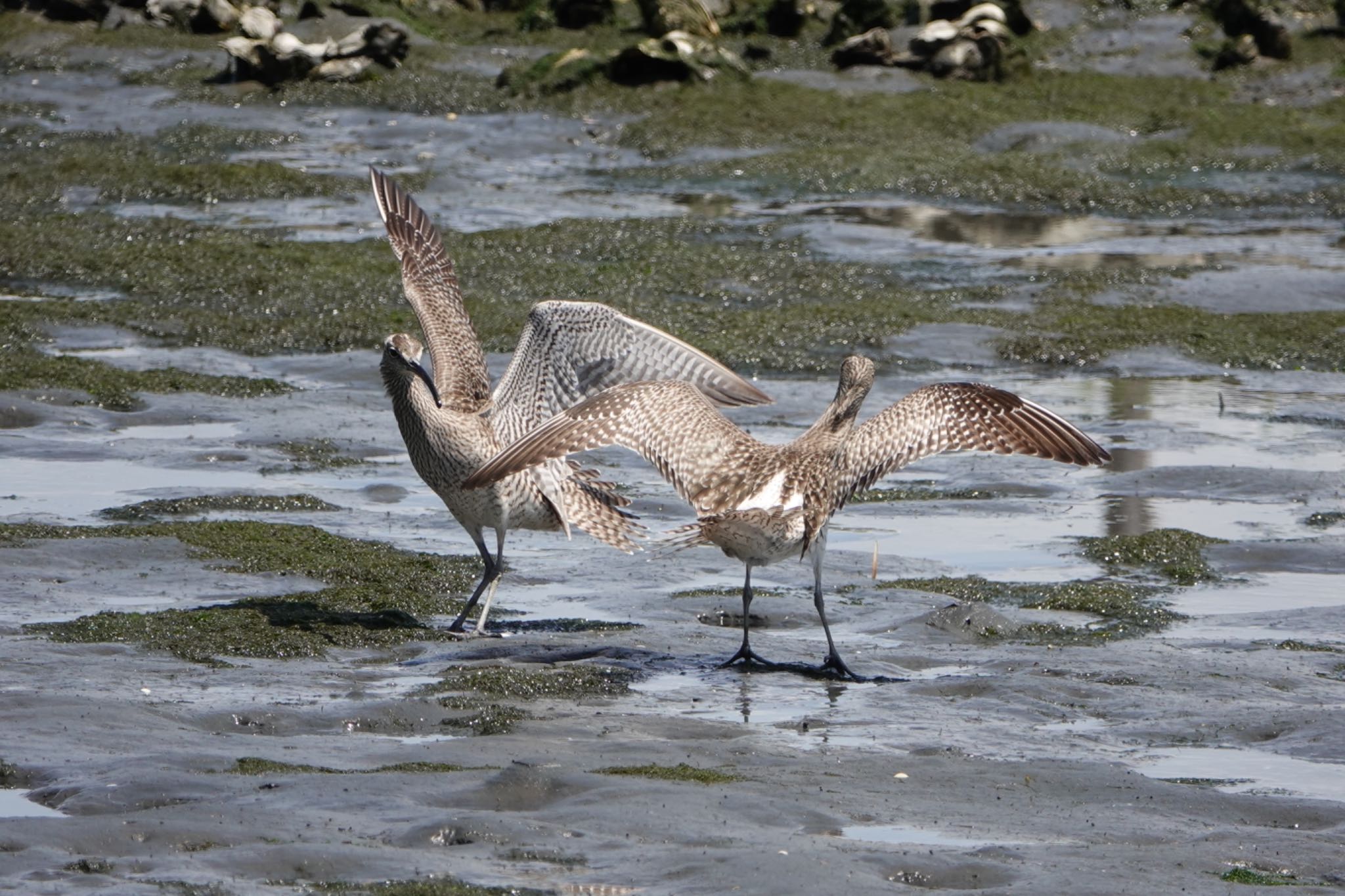 Photo of Eurasian Whimbrel at Tokyo Port Wild Bird Park by ひじり