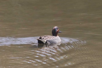 Eurasian Teal 隼人町干拓地 Fri, 4/22/2022