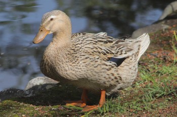 Unknown Species 神柱公園(宮崎県都城市) Fri, 4/22/2022