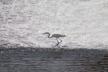 Great Egret 菊池川白石堰河川公園 Tue, 4/19/2022