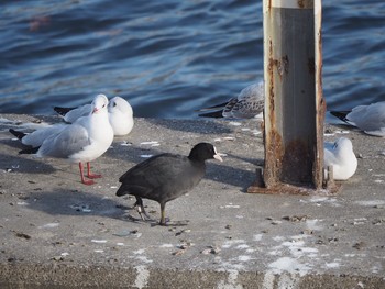 Eurasian Coot 隅田川 Sun, 11/26/2017