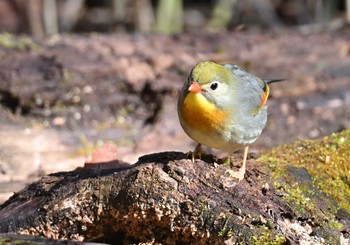 ソウシチョウ 柳沢峠 2022年4月30日(土)