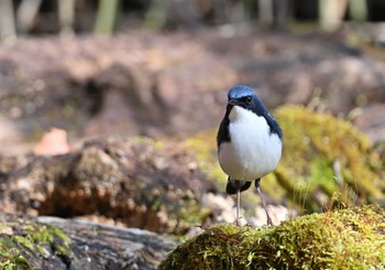 Sat, 4/30/2022 Birding report at Yanagisawa Pass