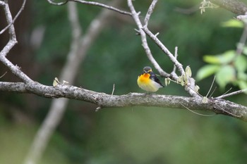 キビタキ 埼玉県県民の森 2022年4月29日(金)