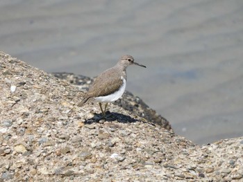 2022年4月30日(土) 甲子園浜(兵庫県西宮市)の野鳥観察記録