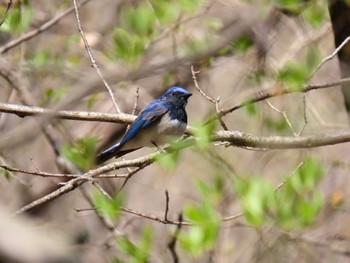 Blue-and-white Flycatcher 伊香保森林公園 Sat, 4/30/2022