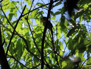 2022年4月30日(土) 三重県民の森の野鳥観察記録