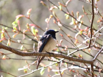 Blue-and-white Flycatcher 伊香保森林公園 Sat, 4/30/2022