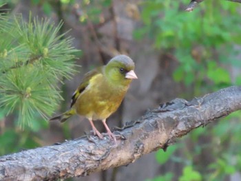 2022年4月30日(土) 中島公園の野鳥観察記録