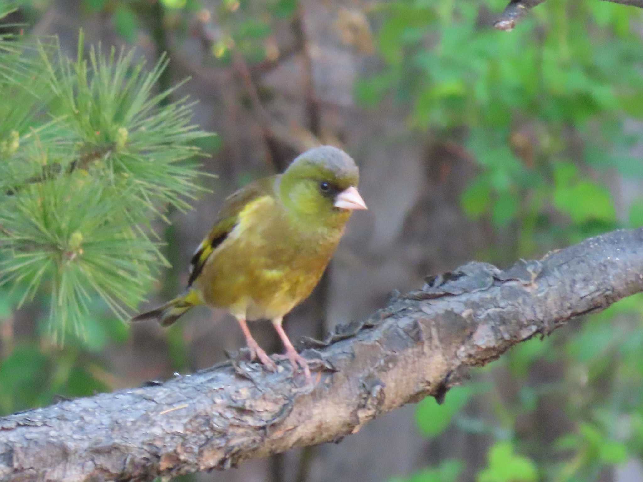 Grey-capped Greenfinch