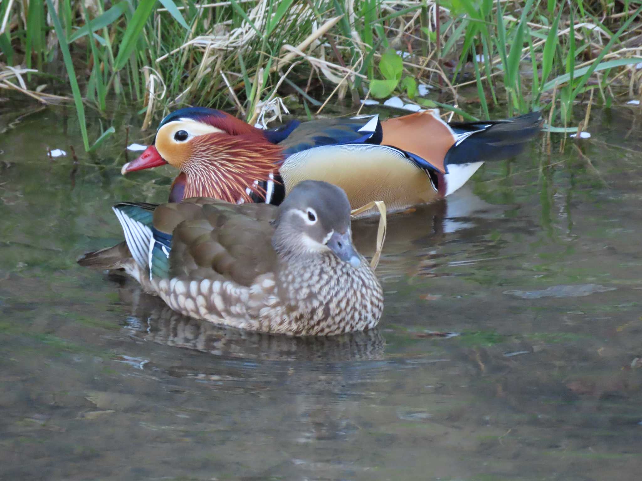 Mandarin Duck