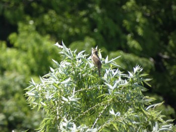 2022年4月30日(土) 多摩川トライアングルの野鳥観察記録