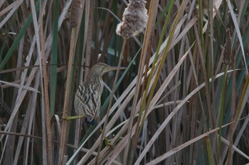 Yellow Bittern 鈴鹿市 Wed, 10/21/2015