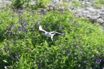 Sat, 4/30/2022 Birding report at 多摩川二ヶ領上河原堰