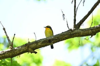 Sat, 4/30/2022 Birding report at Showa Kinen Park