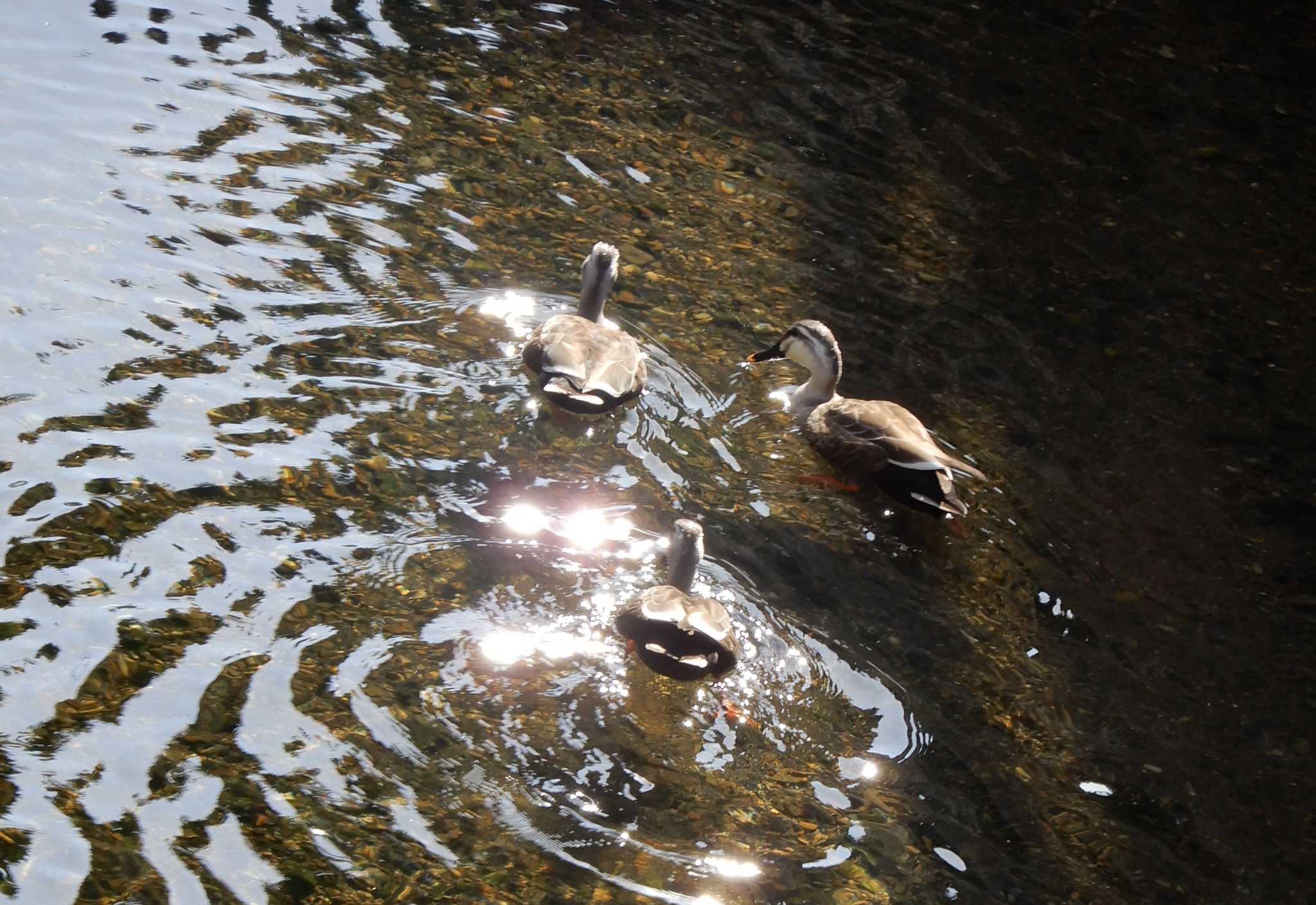 Eastern Spot-billed Duck