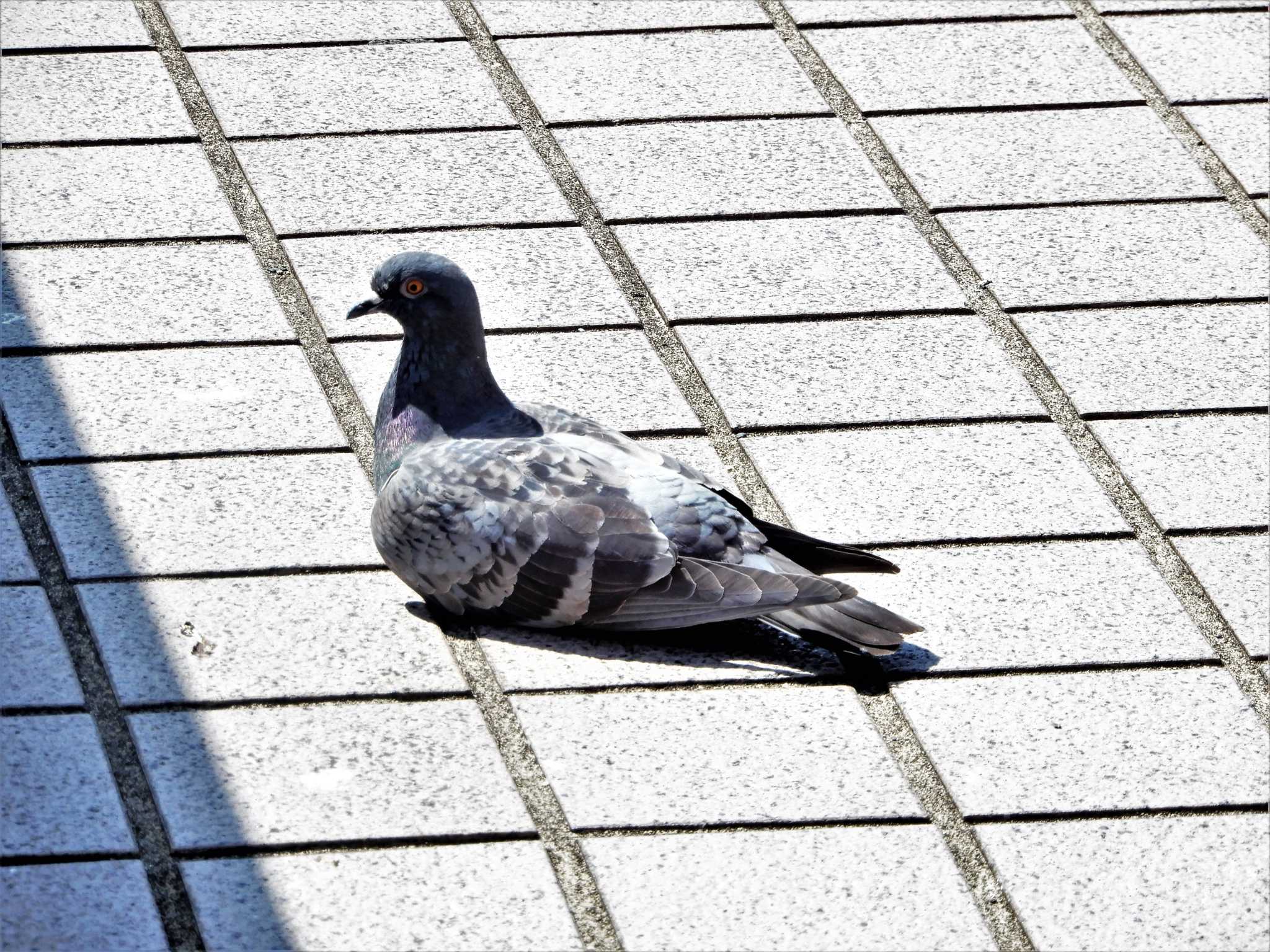 Rock Dove