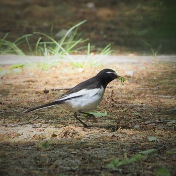 Japanese Wagtail 姫路市自然観察の森 Sat, 4/30/2022