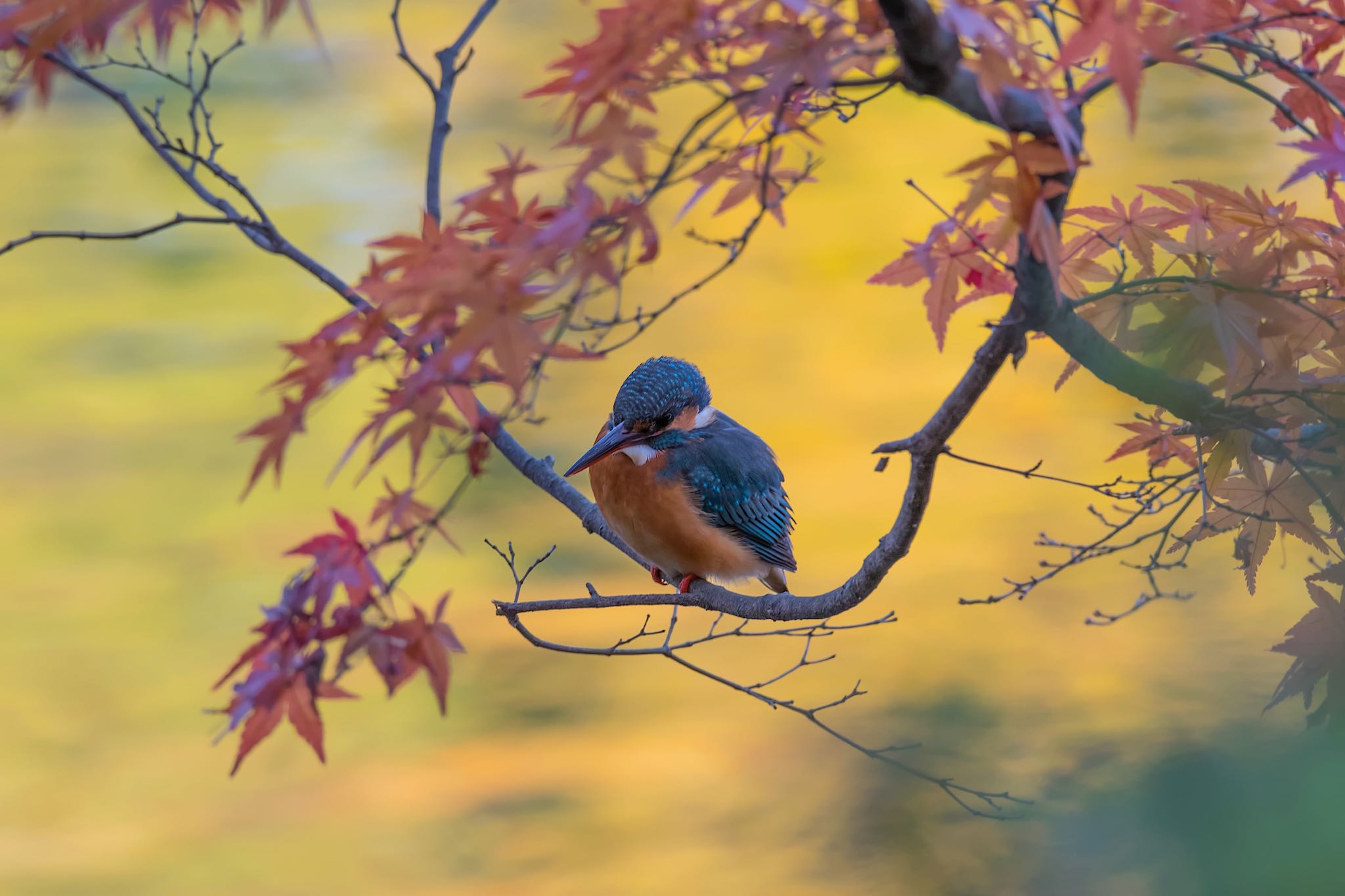 本日撮れたて紅葉カワセミ！