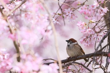 スズメ 都立狭山公園 2022年4月2日(土)